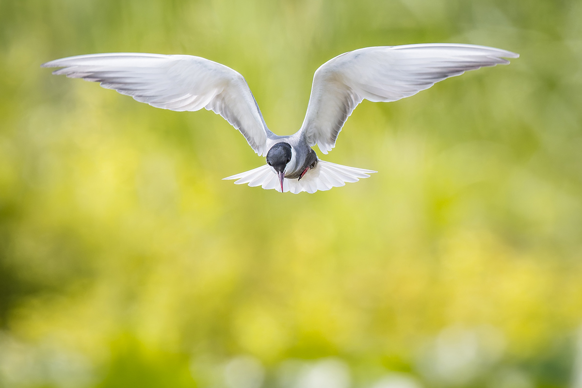 2025-06-13 152 Whiskered Tern in Flight.jpg