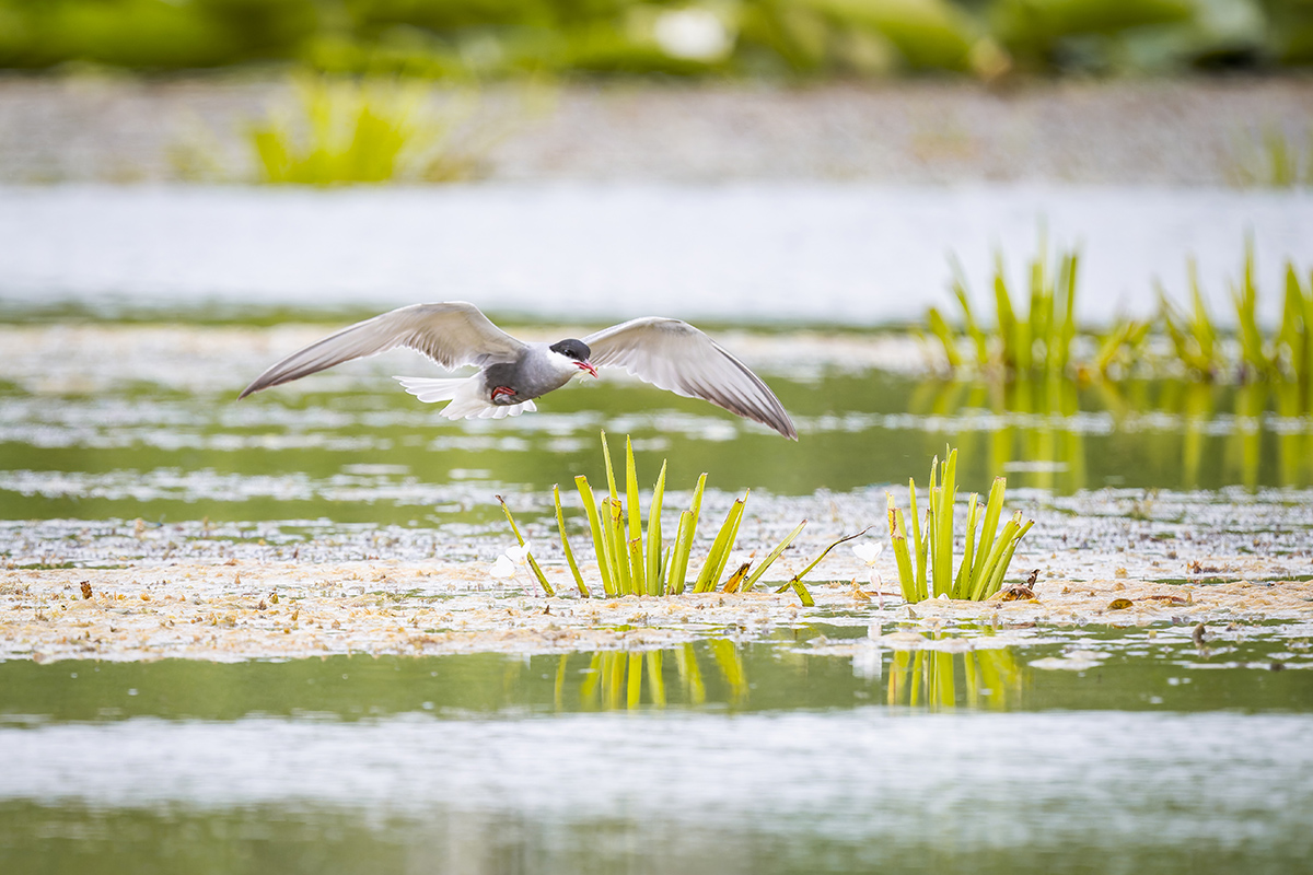 2025-06-13 160 Whiskered Tern in Flight.jpg