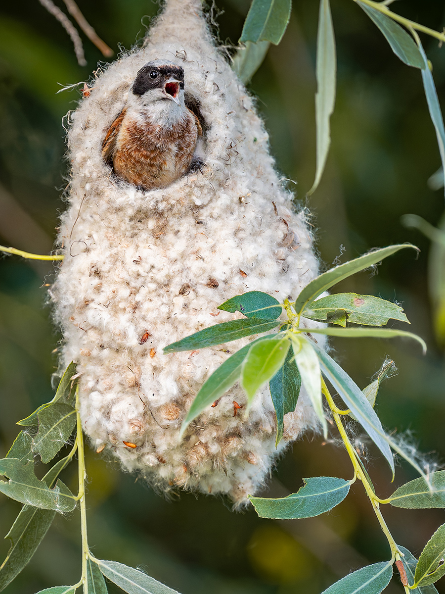 2025-06-13 204 Penduline Tit On Nest.jpg