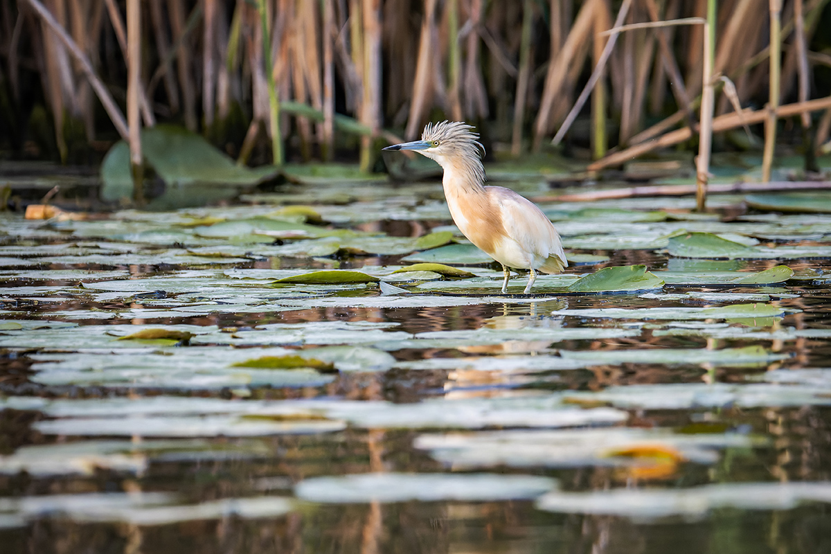 2025-06-13 226 Squacco Heron.jpg