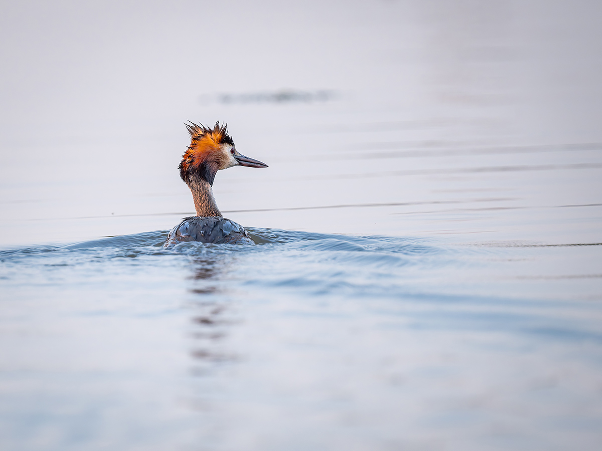 2025-06-13 233 Great Crested Grebe.jpg