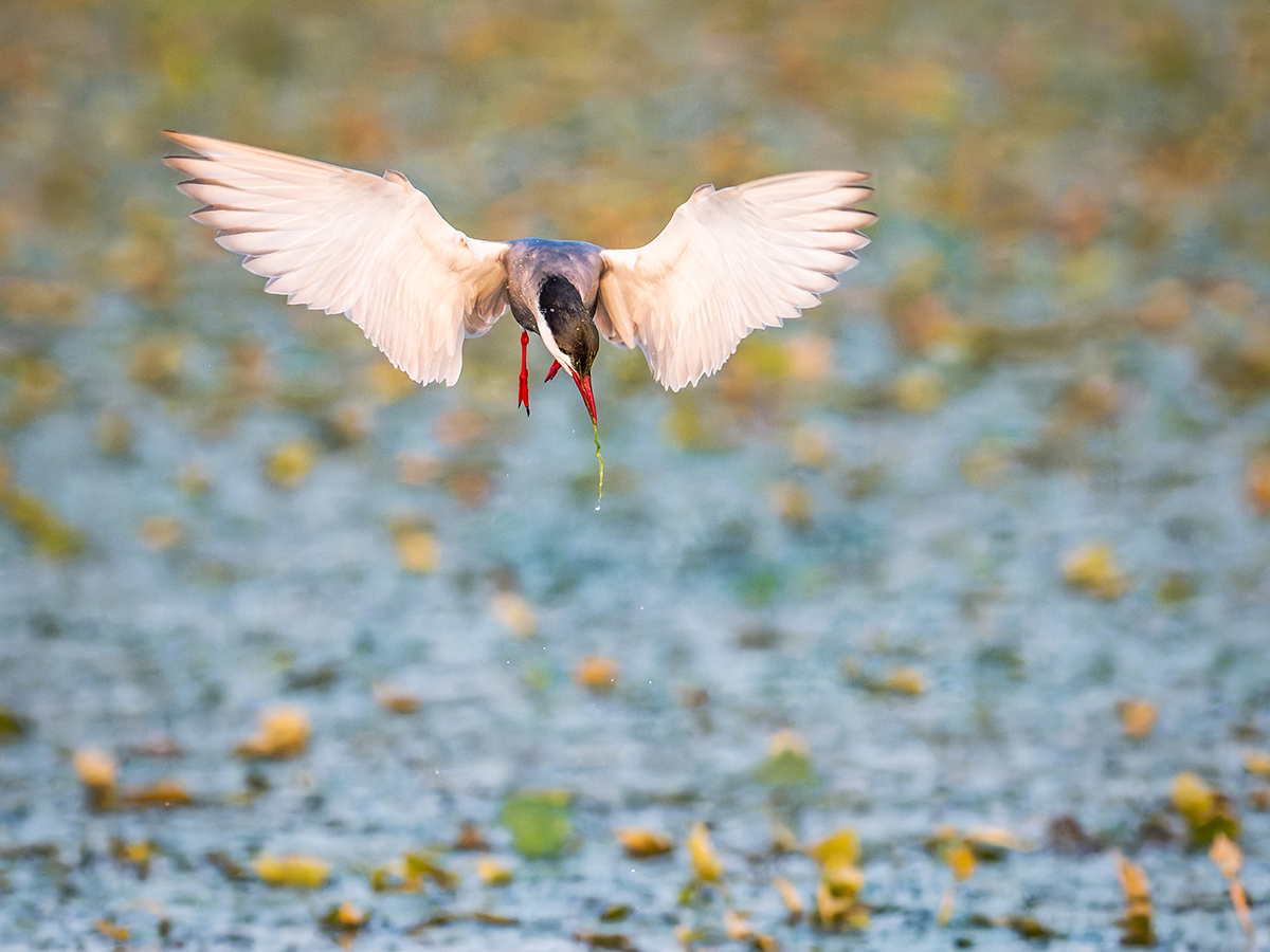 2025-06-13 236 Whiskered Tern in Flight.jpg