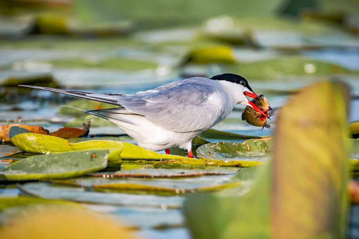 2025-06-14 033 Common Tern with Fish.jpg