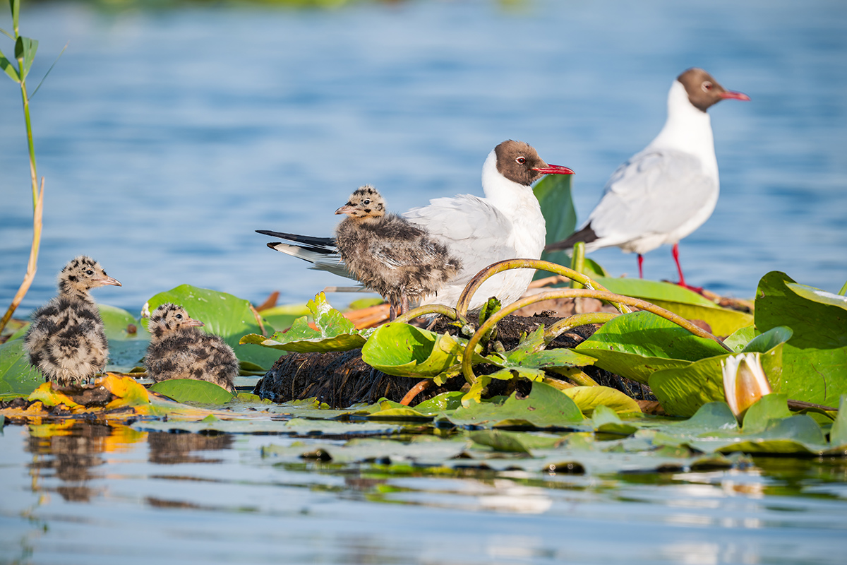 2025-06-14 042 Black-headed Gulls with Chicks.jpg