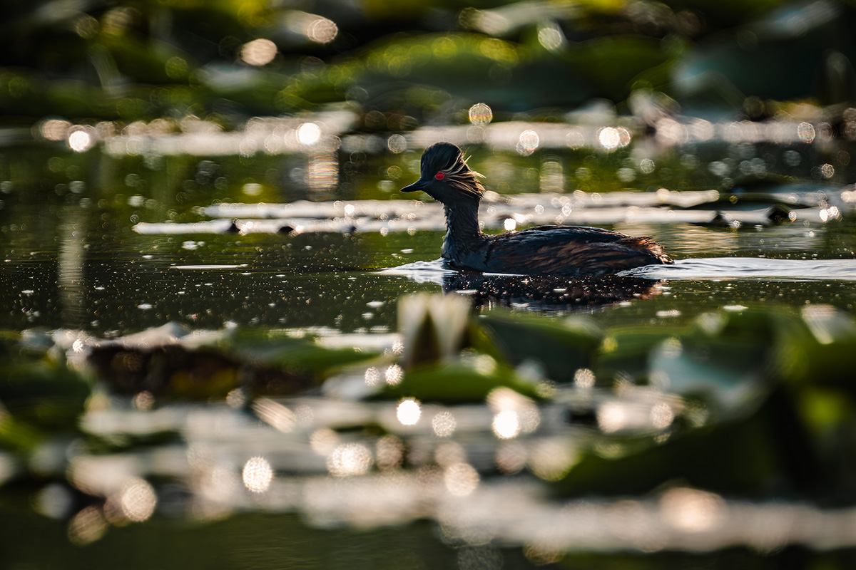 2025-06-14 050 Black-necked Grebe.jpg