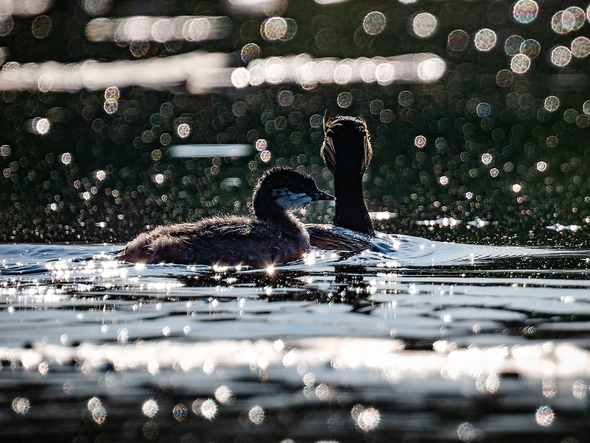 2025-06-14 053 Black-necked Grebe with Chick.jpg