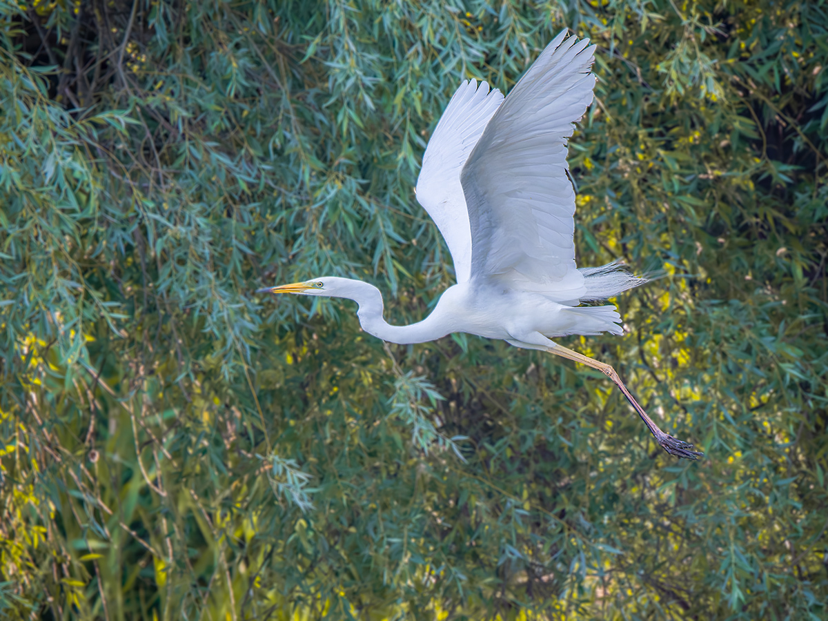 2025-06-14 060 Great Egret in Flight.jpg