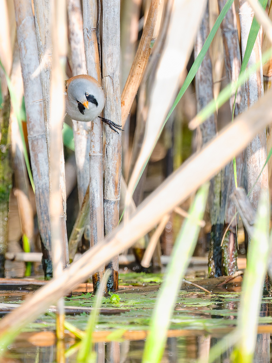 2025-06-14 064 Bearded Tit.jpg