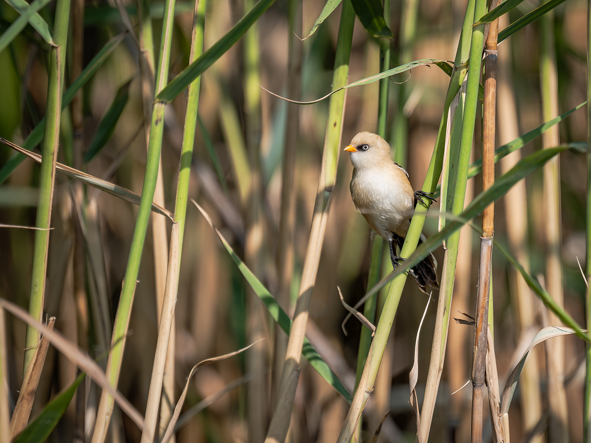 2025-06-14 080 Female Bearded Tit.jpg