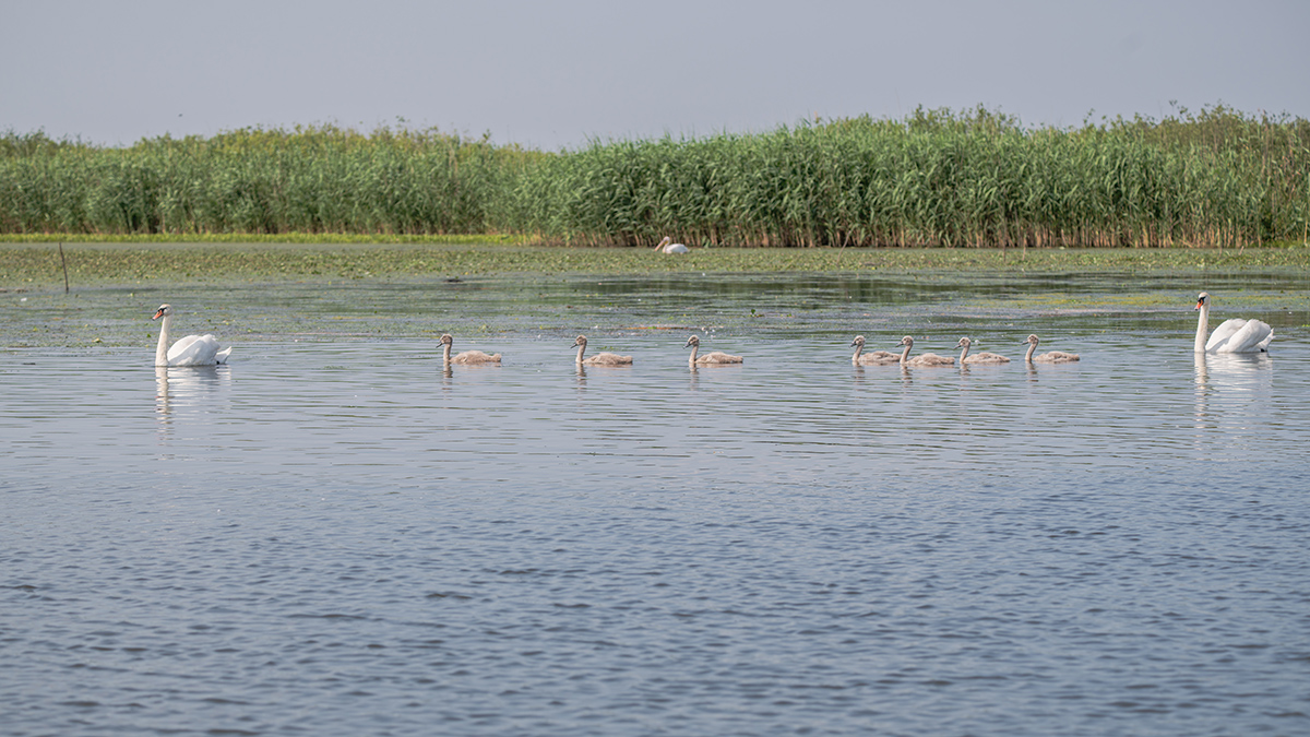 2025-06-14 087 Mute Swans with Chicks.jpg