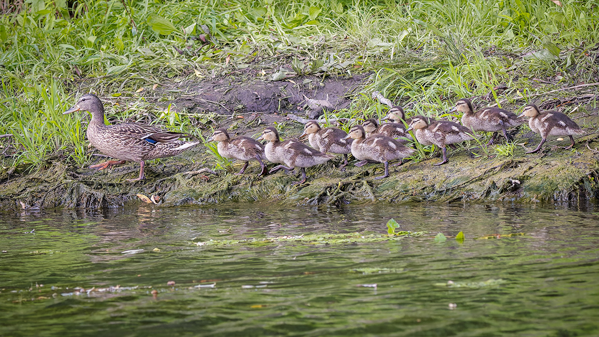 2025-06-14 107 Female Mallard with Chicks.jpg