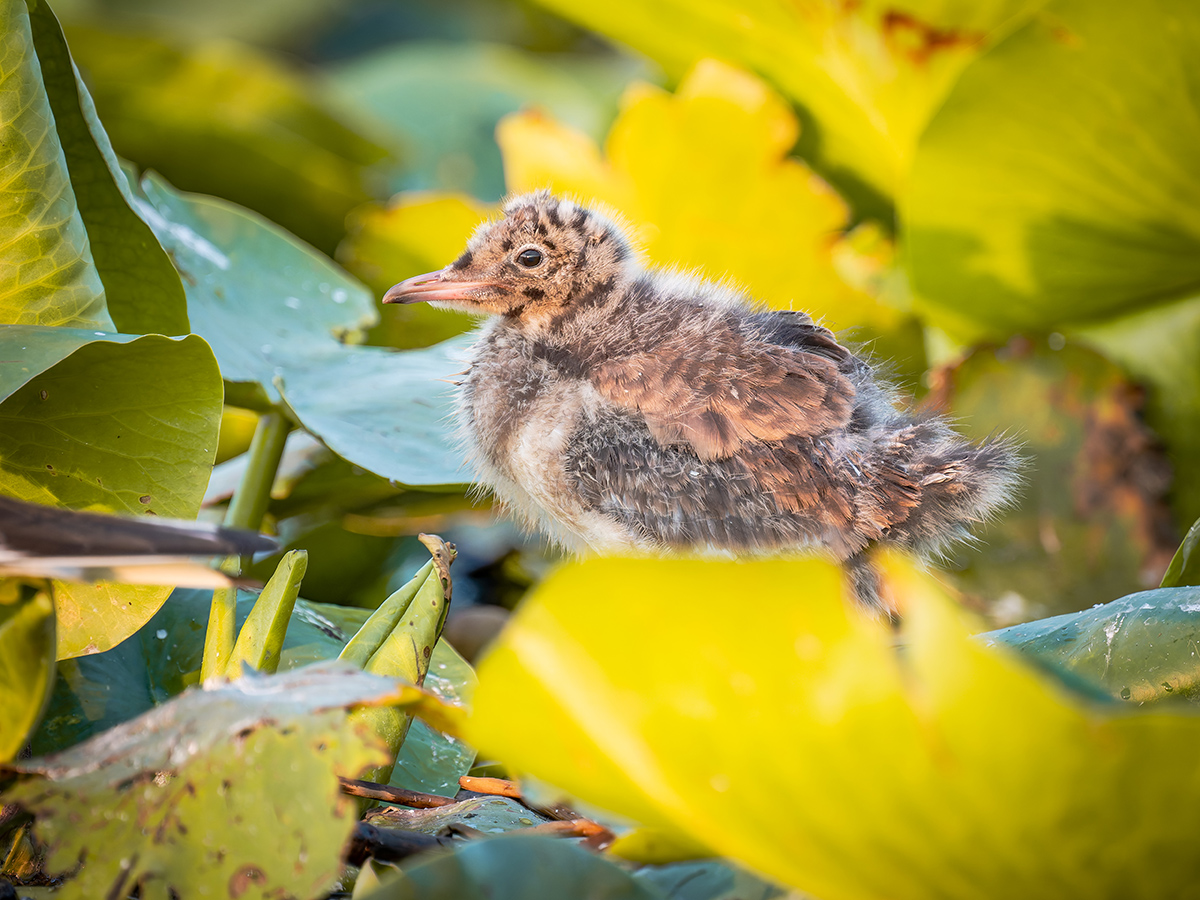 2025-06-14 126 Black-headed Gull Chick.jpg