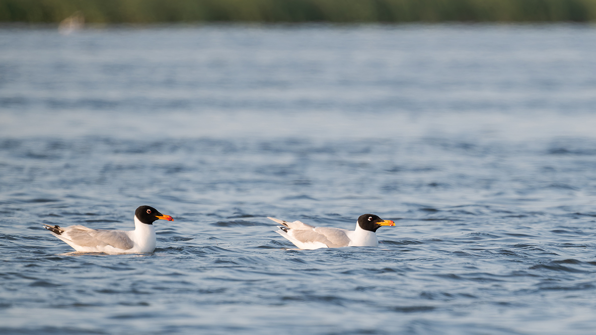 2025-06-15 017 Pallass Gulls.jpg