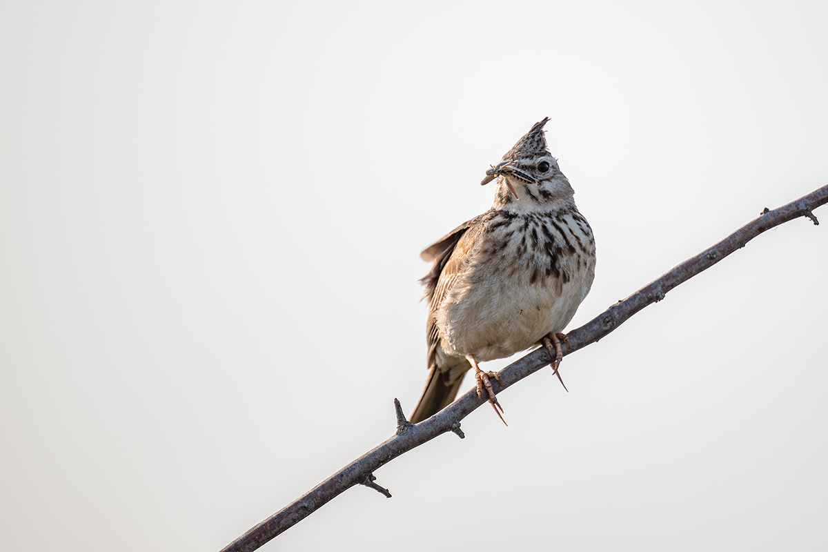 2025-06-15 031 Crested Lark with Grasshopper.jpg