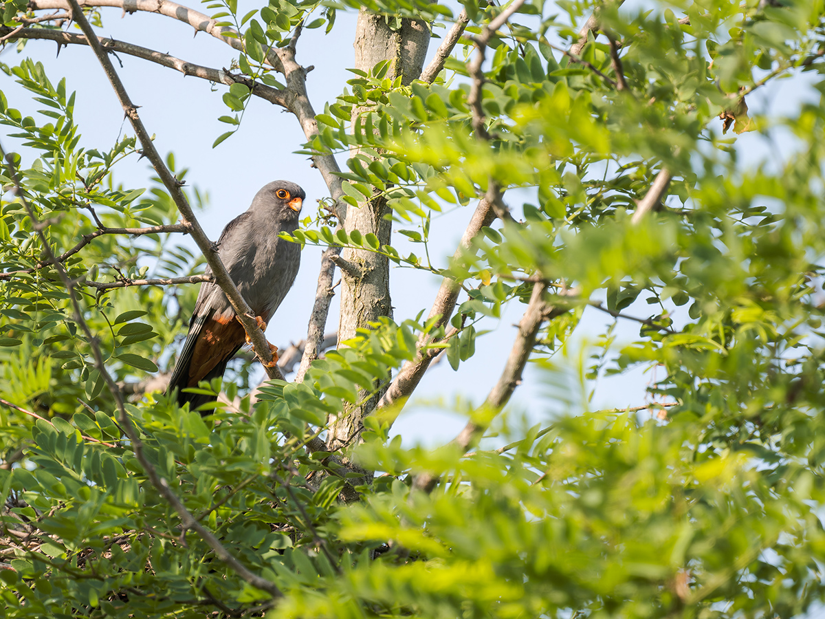 2025-06-15 041 Female Red-footed Falcon.jpg