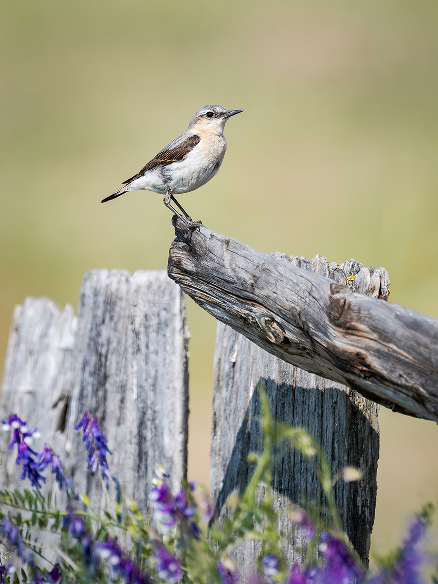 2025-06-15 063 Northern Wheatear.jpg