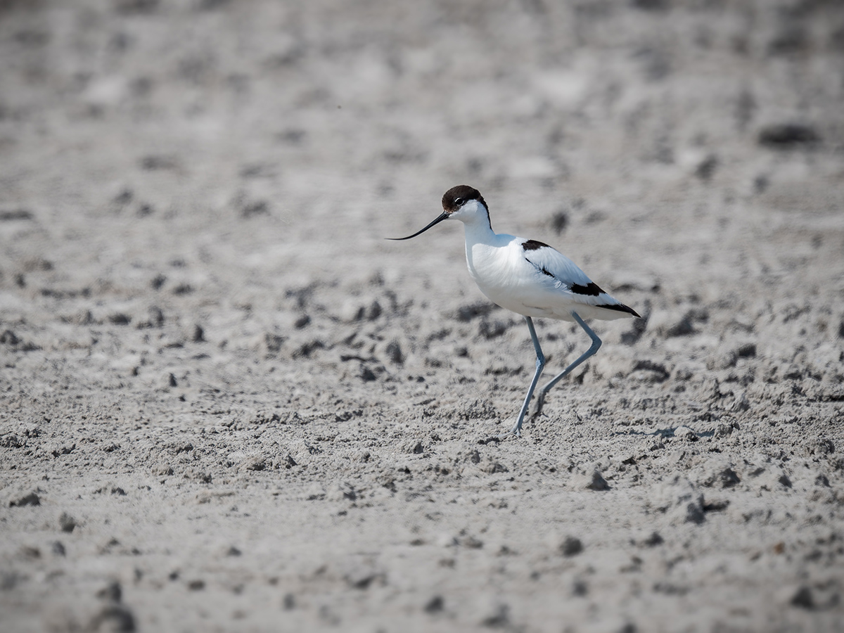 2025-06-15 069 Pied Avocet.jpg