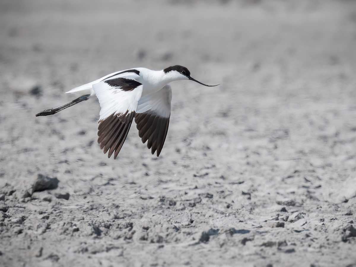 2025-06-15 071 Pied Avocet in Flight.jpg