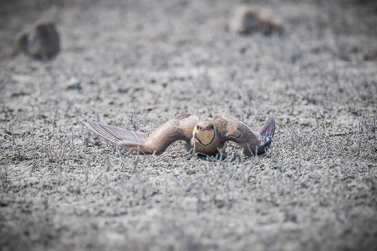 2025-06-15 072 Collared Pratincole.jpg