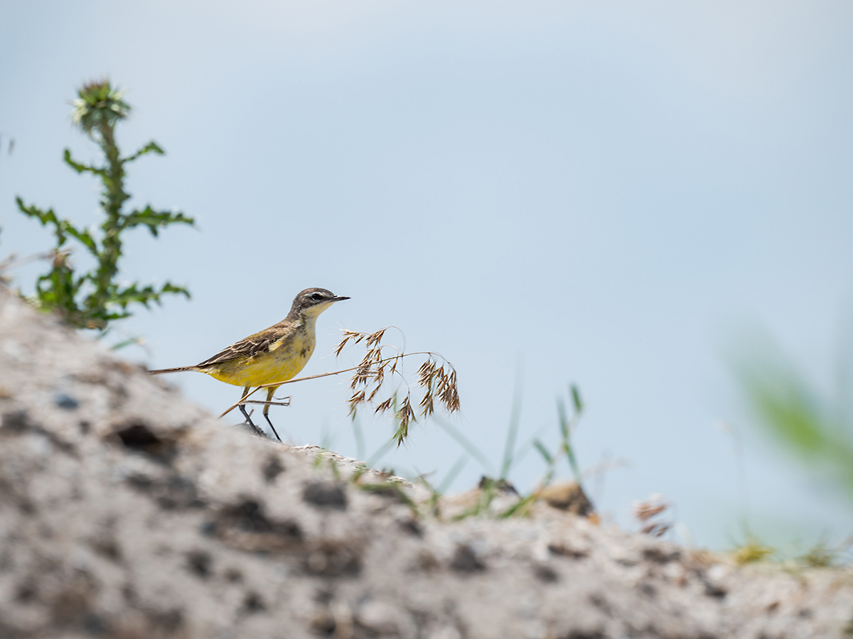 2025-06-15 079 Western Yellow Wagtail.jpg