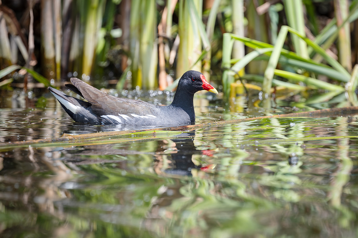 2025-06-15 091 Common Moorhen.jpg
