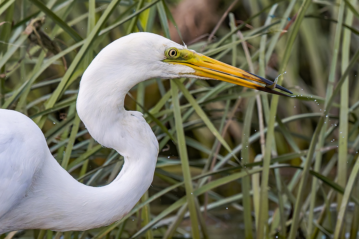 2025-06-15 099 Great Egret Fishing.jpg