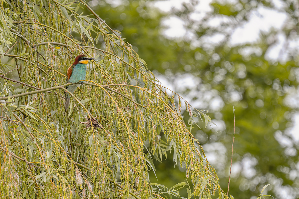 2025-06-15 112 European Bee-eater.jpg