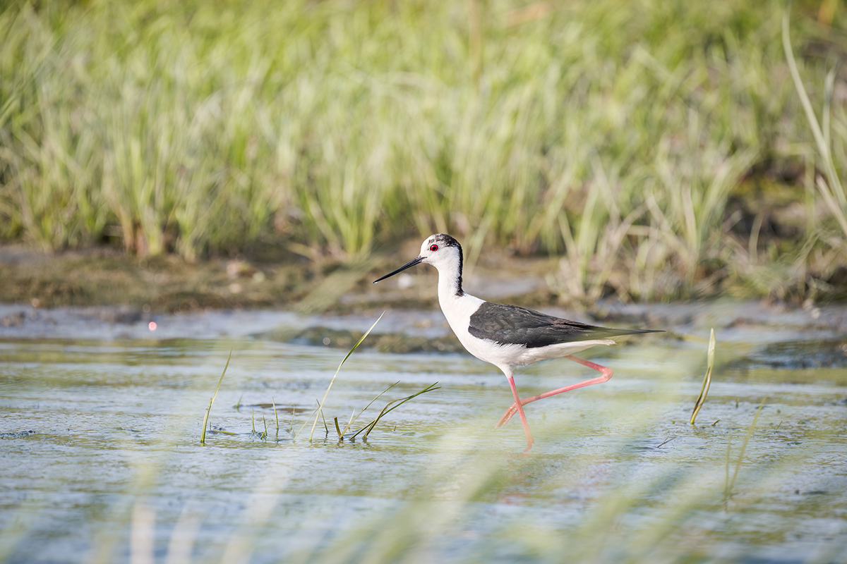 2025-06-15 115 Black-winged Stilt.jpg