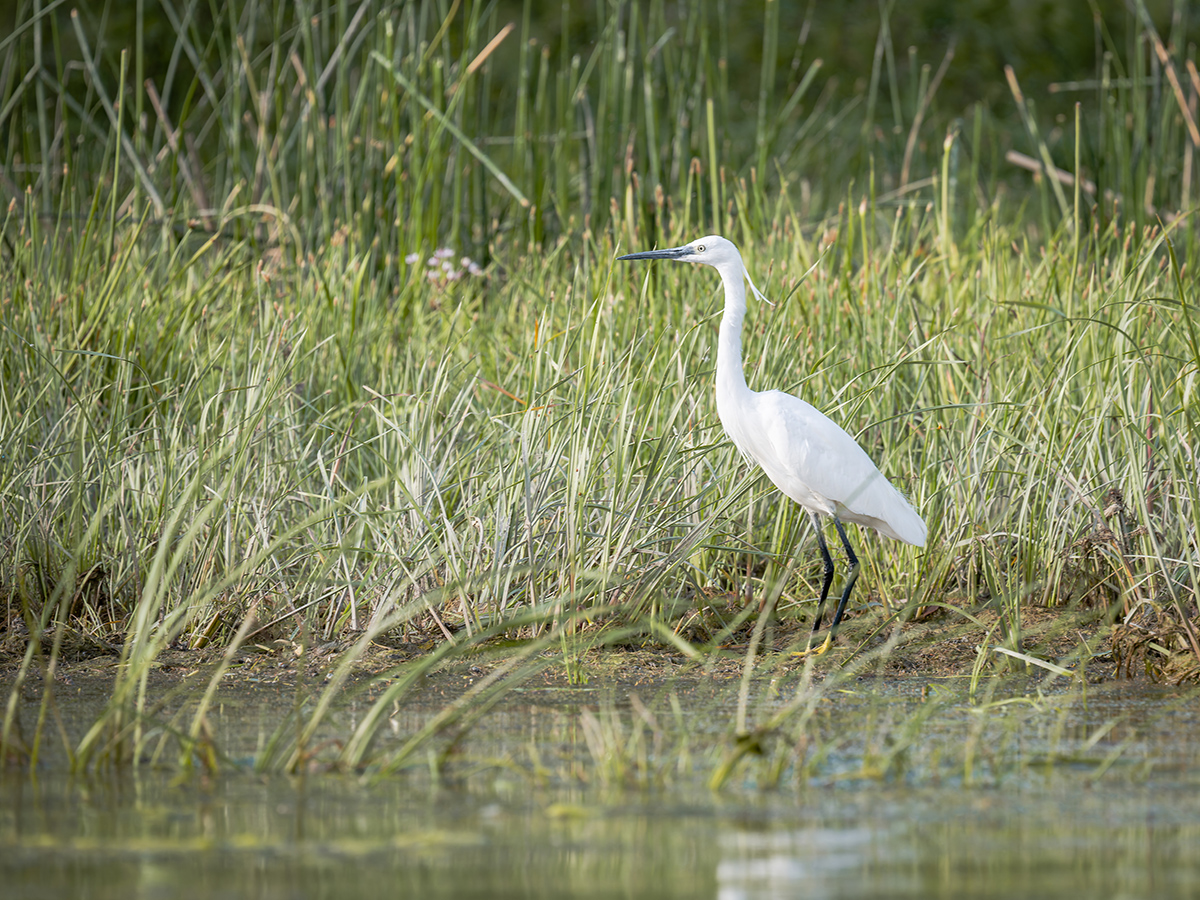 2025-06-15 117 Little Egret.jpg