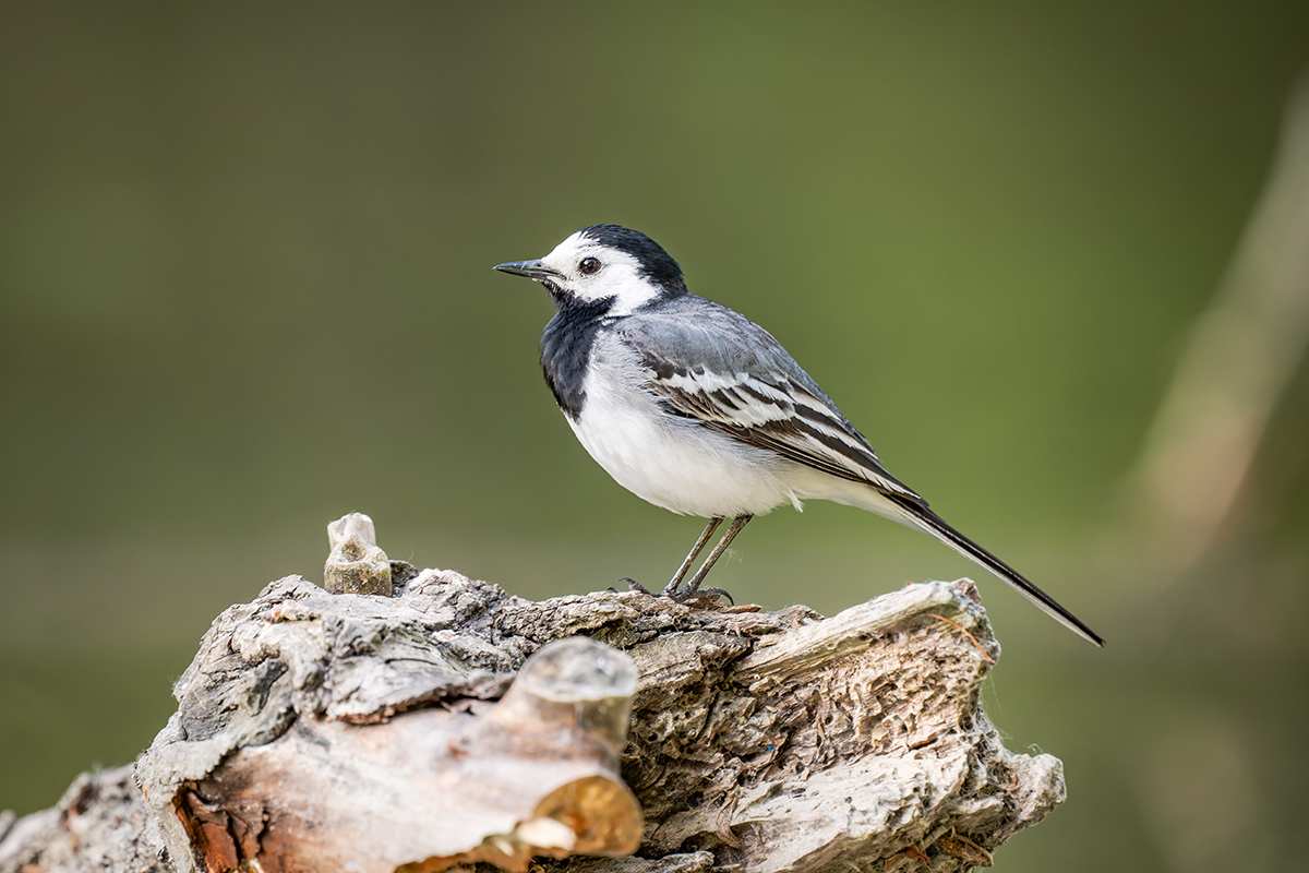 2025-06-15 123 White Wagtail.jpg