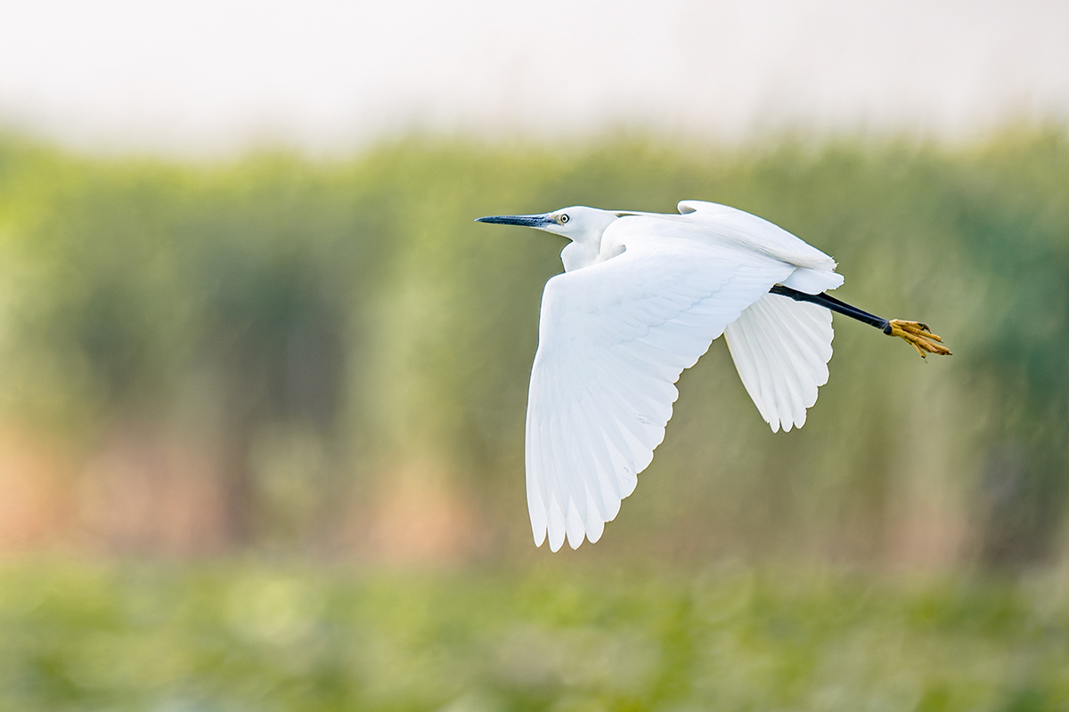 2025-06-15 133 Little Egret in Flight.jpg