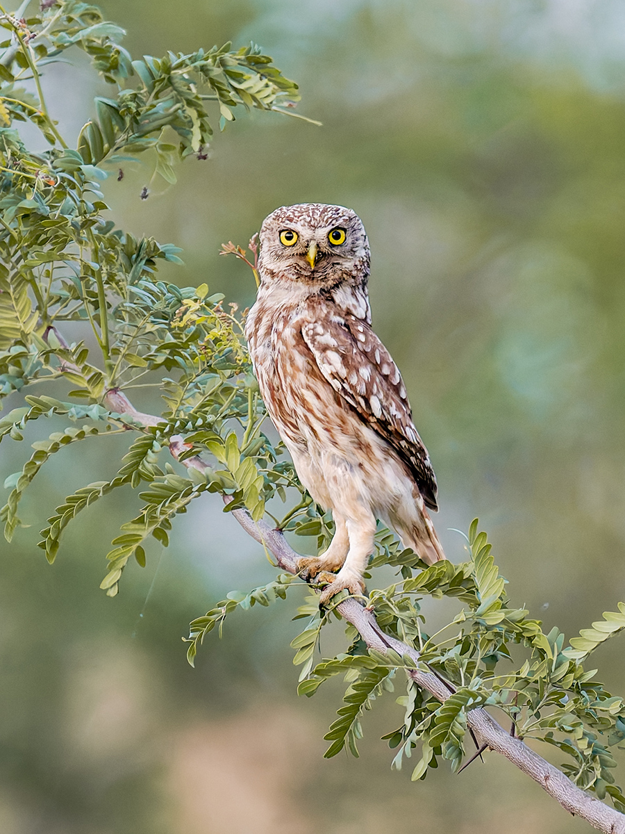 2025-06-15 187 Little Owl.jpg