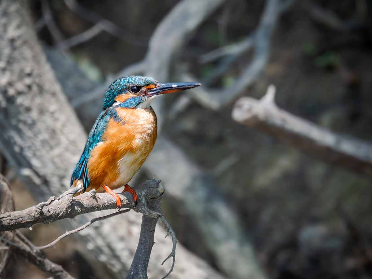 2025-06-16 03 Common Kingfisher.jpg