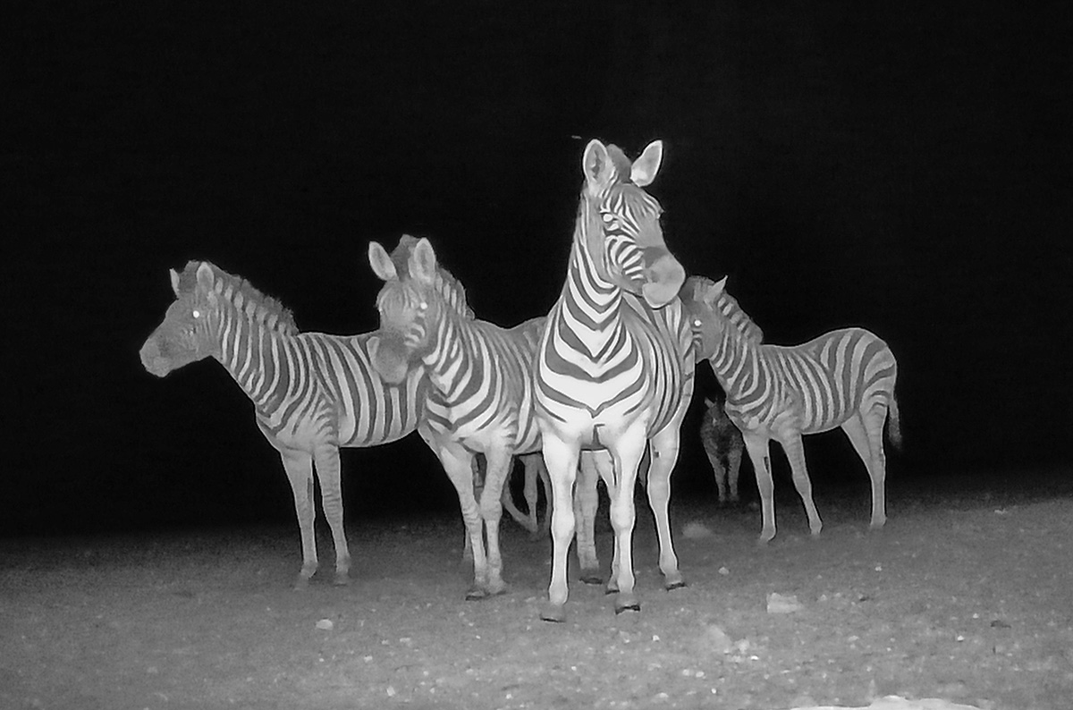 2025-09-19 122 Zebras.jpg