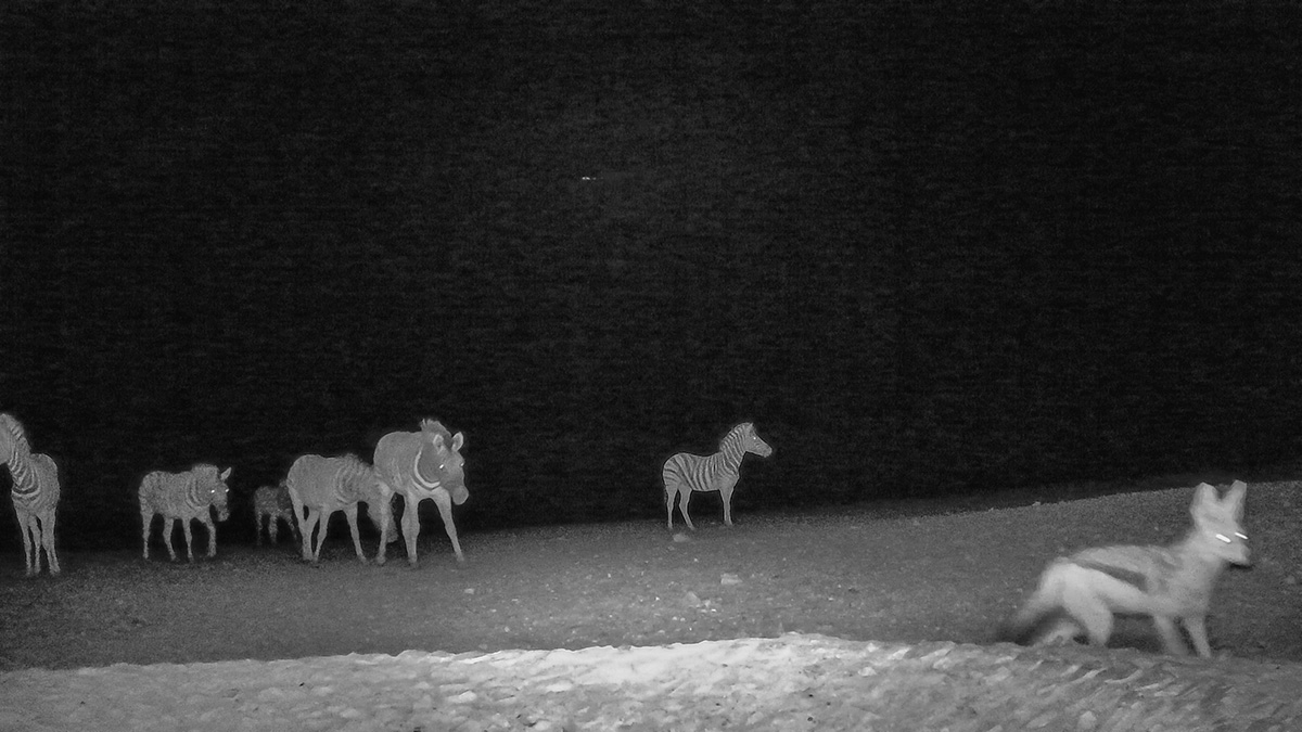 2025-09-19 123 Zebras and Jackal.jpg