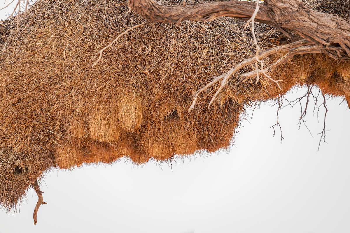 2025-09-20 01 Sociable Weaver Nest.jpg