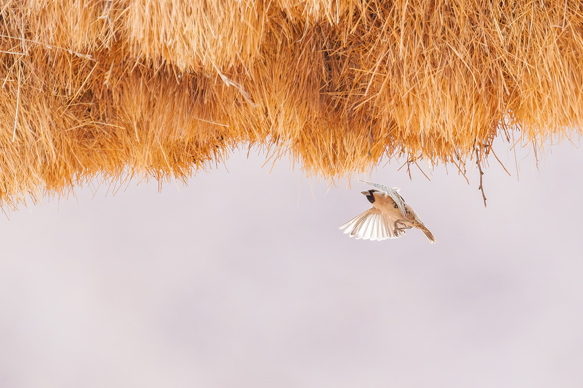 2025-09-20 05 Sociable Weaver in Flight.jpg