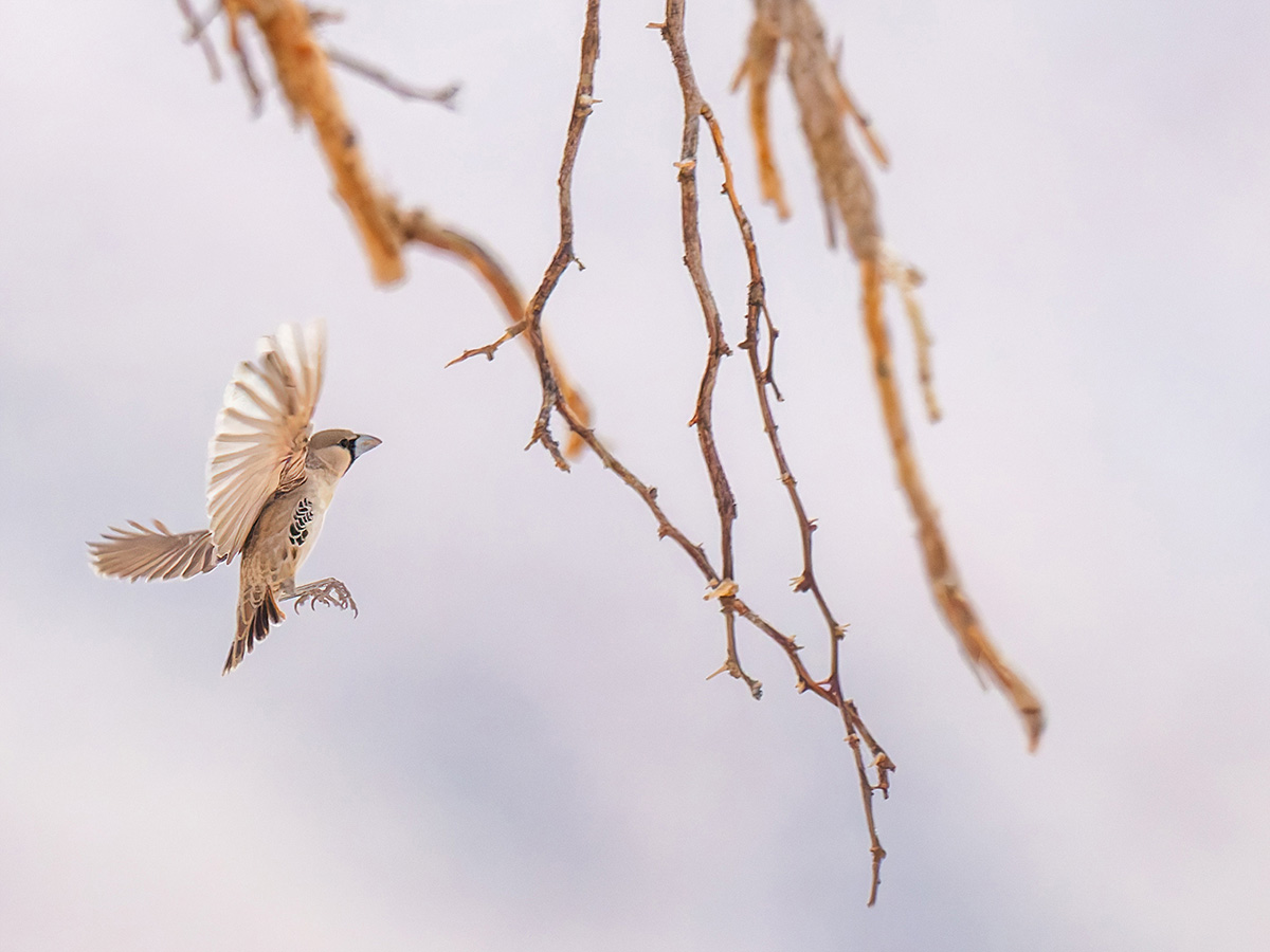 2025-09-20 09 Sociable Weaver in Flight.jpg
