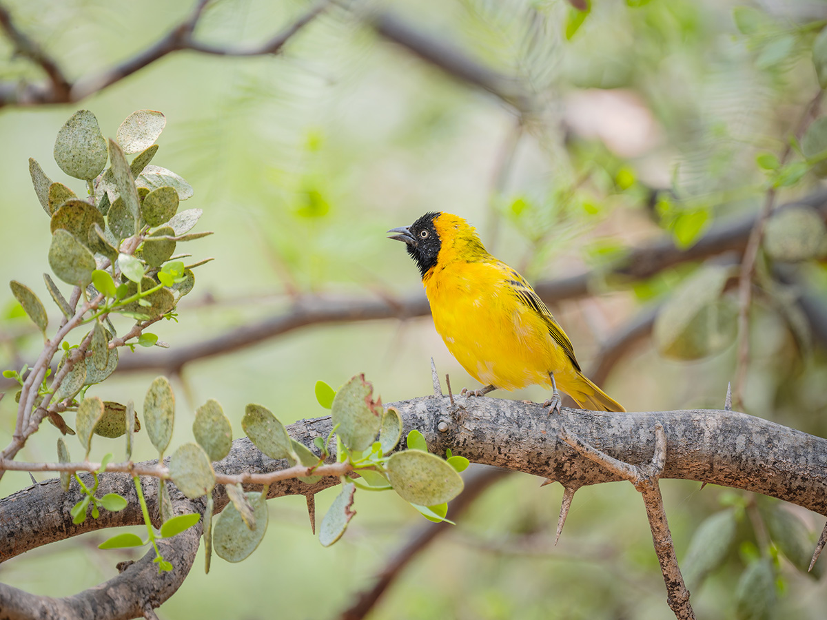 2025-09-21 07 Lesser Masked Weaver.jpg