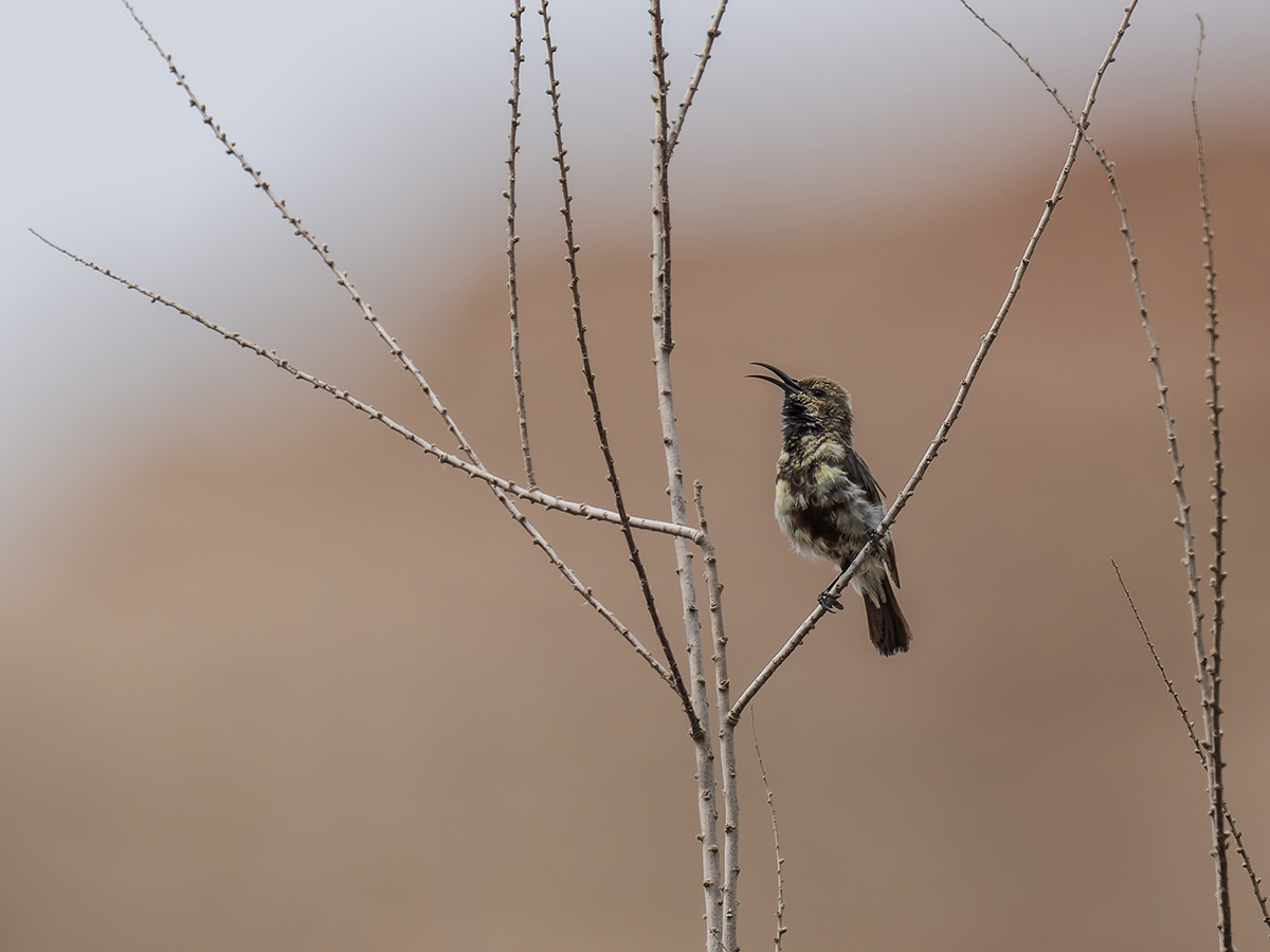 2025-09-21 15 Dusky Sunbird.jpg