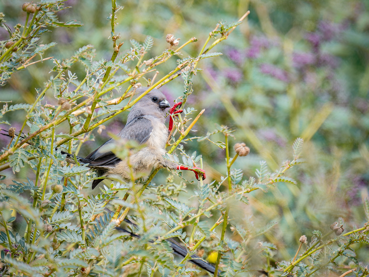 2025-09-21 23 White-backed Mousebird.jpg