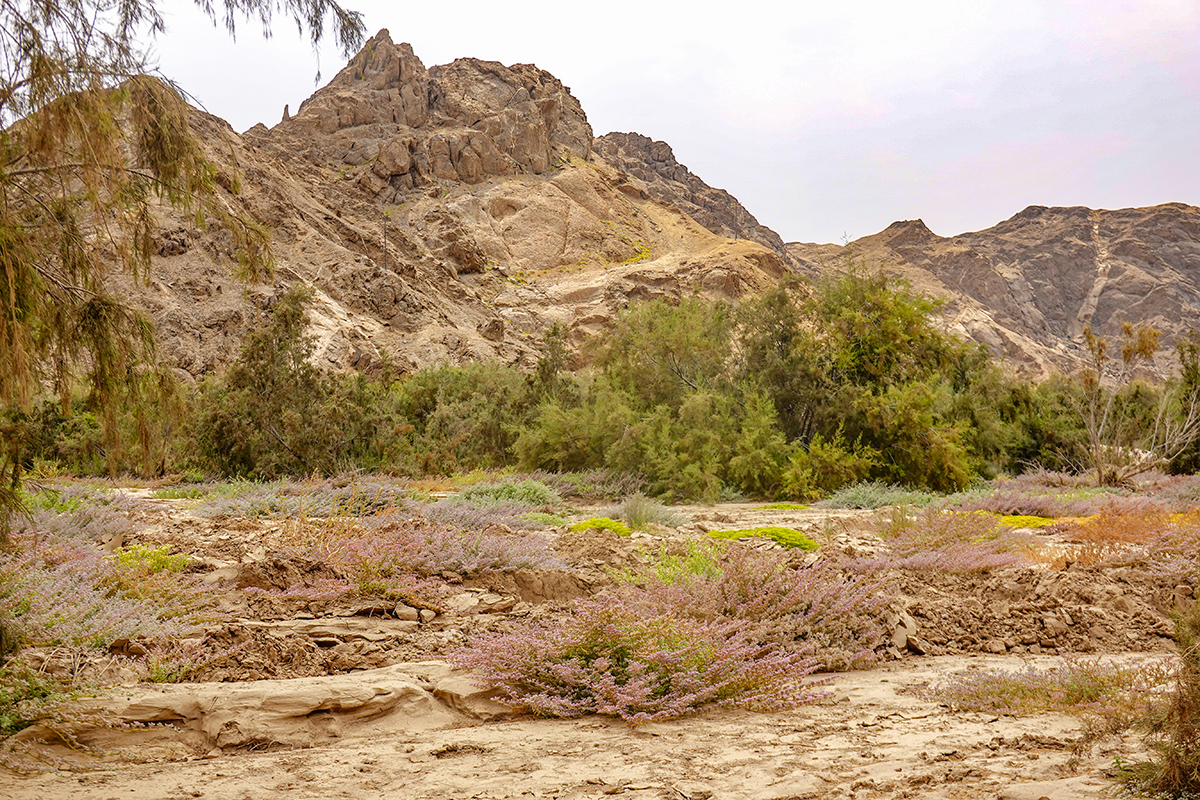 2025-09-21 28 Goanikontes Oasis.jpg