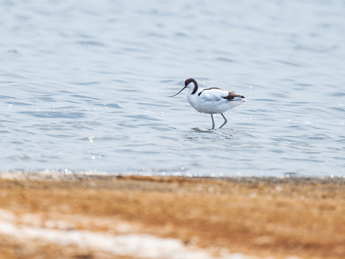 2025-09-21 66 Pied Avocet.jpg