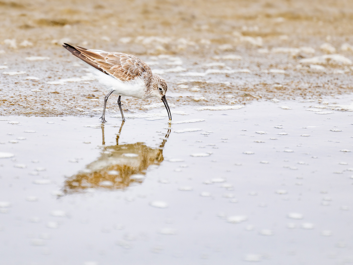 2025-09-21 71 Curlew Sandpiper.jpg