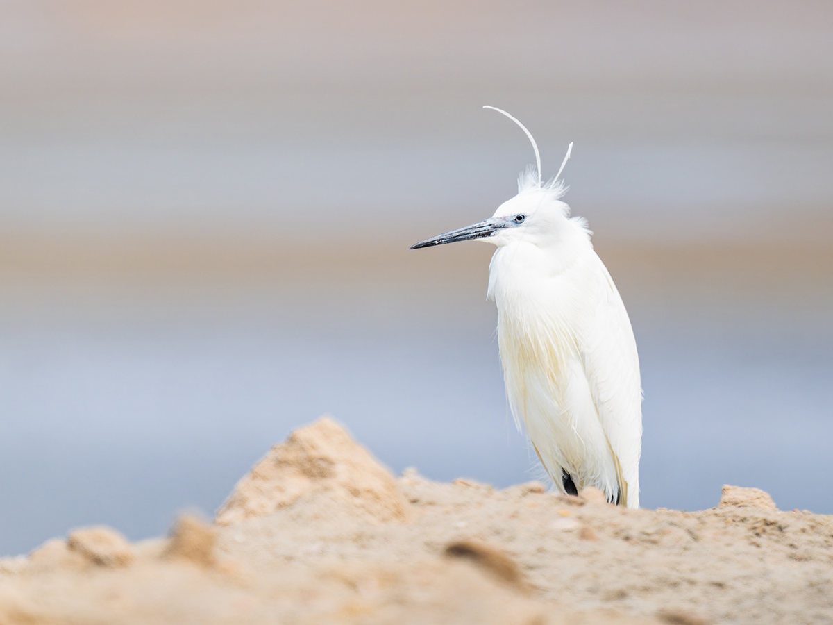 2025-09-21 72 Little Egret.jpg