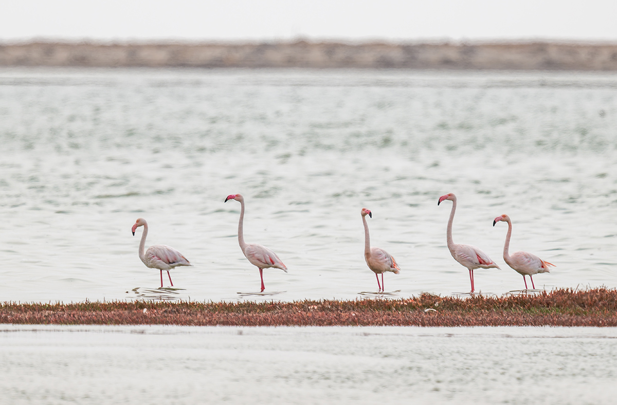 2025-09-21 77 Greater Flamingos.jpg