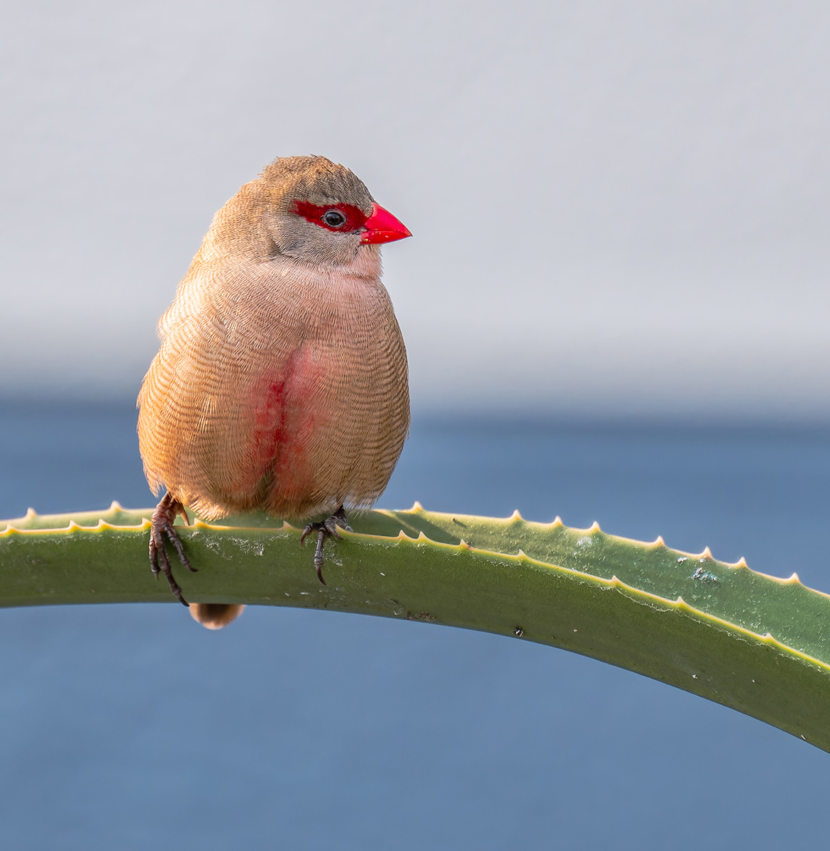 2025-09-21 96 Common Waxbill.jpg