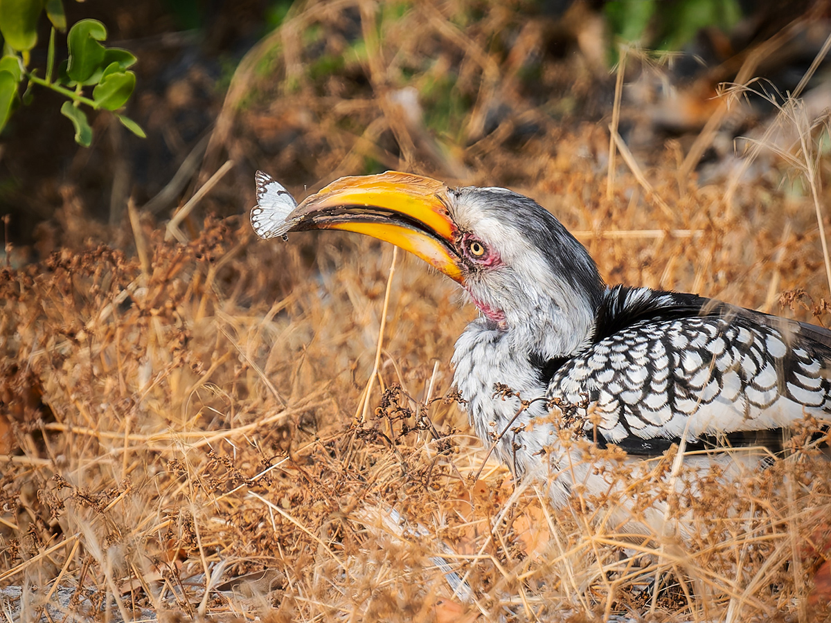 2025-09-23 009 Southern Yellow-billed Hornbill_2.jpg