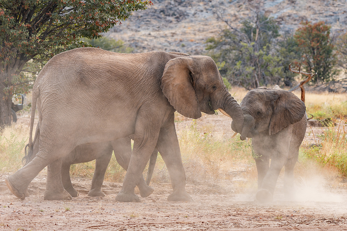 2025-09-23 060 Elephants.jpg
