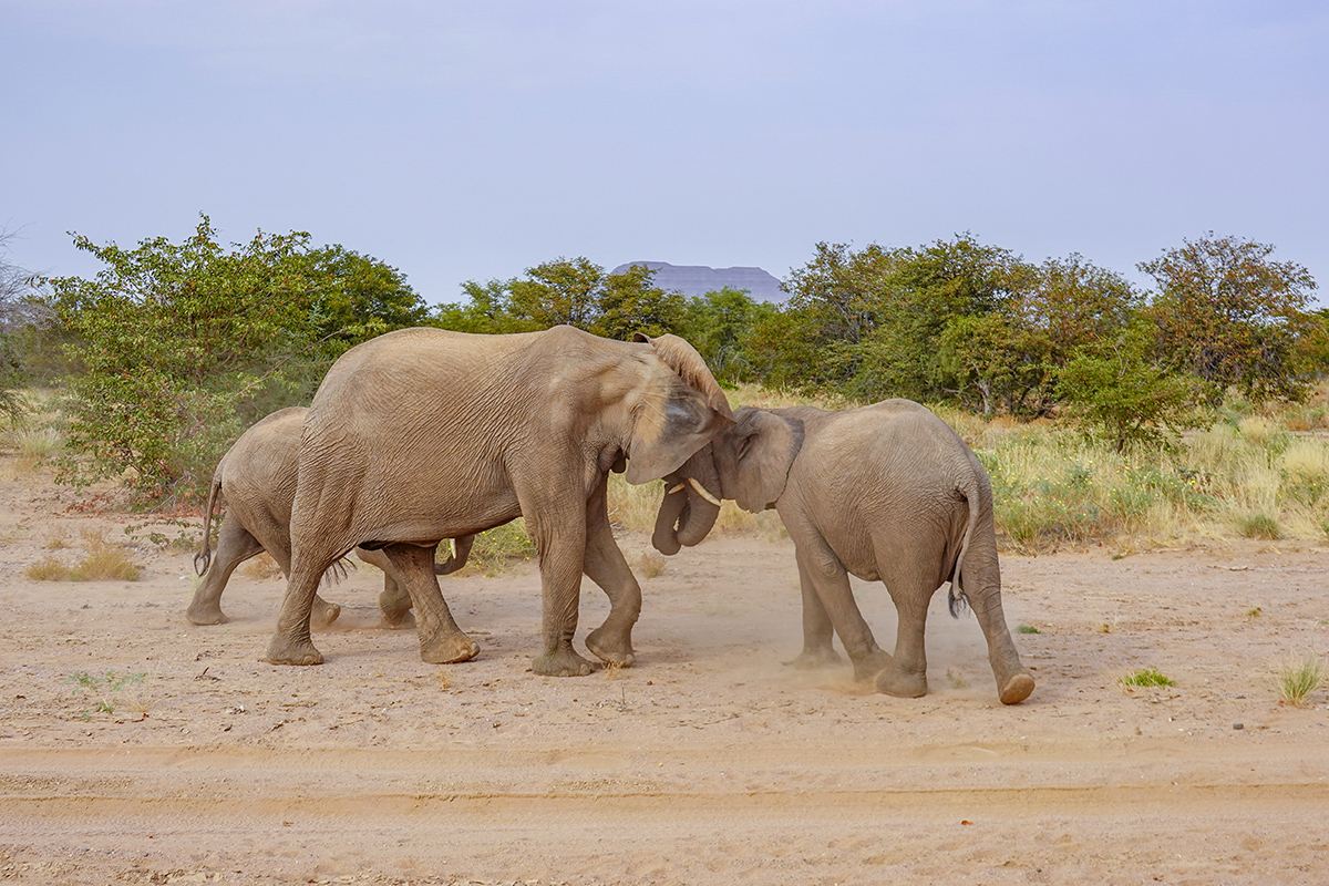 2025-09-23 063 Elephants.jpg